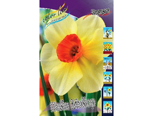 Narcissus Pipe Major 138,9�. �� 10��.jpg