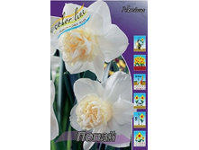 Narcissus Popeye 244,4�. �� 7��..jpg