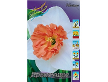 Narcissus Precocious 172�. �� 10��..jpg