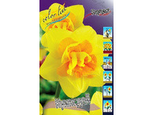Narcissus Queensday 172,6�. �� 7��.jpg