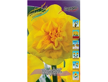 Narcissus Raffles 199,6�. �� 10��..jpg