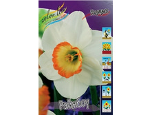 Narcissus Rainbow 155,5�. �� 10��..jpg