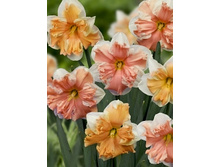Narcissus Rainbow of Colours 209,3�. �� 10��..jpg