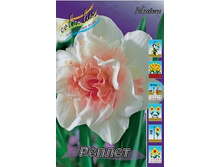 Narcissus Replete 94,8�. �� 10��..jpg