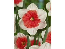 Narcissus Riot 192,8�. �� 5��..jpg