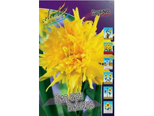 Narcissus Rip Van Winkle 105,8�. �� 10��.jpg