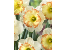 Narcissus Romy 257,5�. �� 5��.jpg