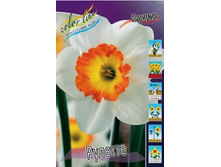 Narcissus Roulette 161�. �� 10��..jpg