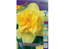 Narcissus Safina 172�. �� 10��..jpg