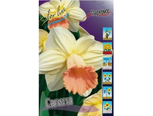 Narcissus Sagitta 199,6�. �� 7��..jpg