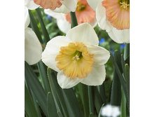 Narcissus Sentinel 321�. �� 10��.jpg