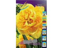 Narcissus Sherborne 246�. �� 7 ��..jpg