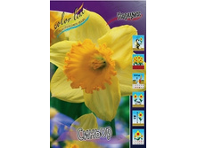 Narcissus Signor 172�. �� 10��..jpg