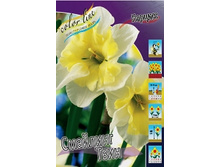 Narcissus Smiling Twin 105,8�. �� 10��..jpg