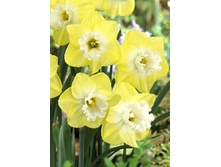 Narcissus Snow Frills 332�. �� 10��.jpg