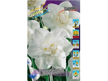 Narcissus Snowball 199,6�. �� 5��..jpg