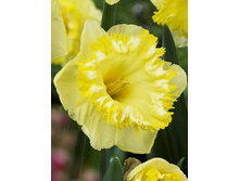 Narcissus Snowtip 390,1�. �� 5 ��..jpg