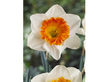 Narcissus Sound 161�. �� 10��..jpg