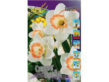 Narcissus Spring Pride 194,1�. �� 10��..jpg
