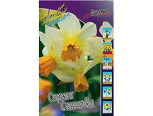 Narcissus Spring Sunshine 130,1�. �� 10 ��..jpg