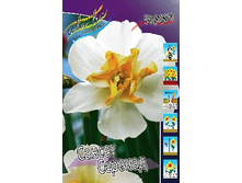 Narcissus Sunset Serenade 150�. �� 10��.jpg