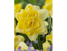 Narcissus Sweet Pomponette 176,4�. �� 10��.jpg