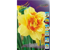 Narcissus Texas 131,2�. �� 10��..jpg