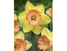 Narcissus Tickled Pinkeen 218,4�. �� 10��.jpg