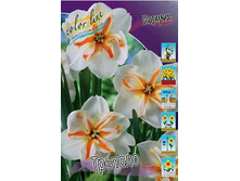 Narcissus Trepolo 216,2�. �� 10��..jpg