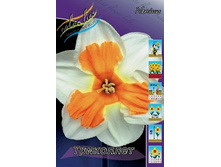 Narcissus Tricollet 150�. �� 10��..jpg