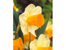 Narcissus Tropical Sunset 194,1�. �� 10��.jpg