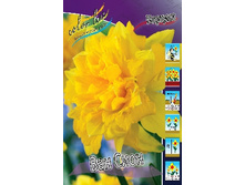Narcissus Van Sion 205,1�. �� 10��.jpg