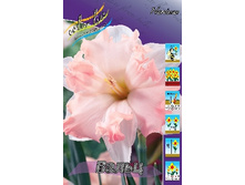 Narcissus Walz 168,7�. �� 7��.jpg