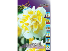 Narcissus Westward 172�. �� 10��.jpg