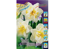 Narcissus White Lion 133,4�. �� 10��..jpg