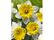 Narcissus Wisley 166,5�. �� 10��.jpg