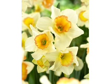 Narcissus Yazz 161�. �� 10��.jpg