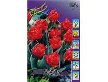 Tulipa Abba 72,9�. �� 10��.jpg