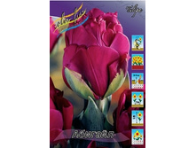 Tulipa Abigail 108,7�. �� 10��.jpg