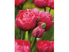 Tulipa Adore 251.7�. �� 10��..jpg