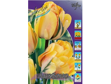 Tulipa Akebono 118,9�. �� 10��.jpg