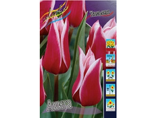 Tulipa Akita 93,3�. �� 10��.jpg