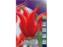 Tulipa Aladdin 88,2�. �� 10��.jpg