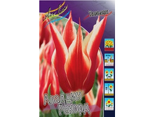 Tulipa Aladdin's Record 93,3�. ��10��.jpg