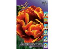 Tulipa Alegretto 103,6�. �� 10��.jpg