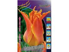 Tulipa Alexandra 154,7�. �� 10��.jpg