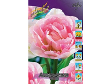 Tulipa Angelique 933�. �� 10��.jpg