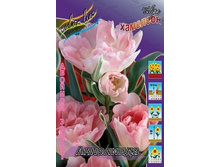 Tulipa Annelinde 118,9�. �� 10��.jpg