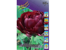 Tulipa Antraciet 103,6�. �� 10��.jpg