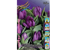 Tulipa Baby Blue 100,5�. �� 10��..jpg